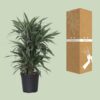 Dracaena Frag. Warneckei