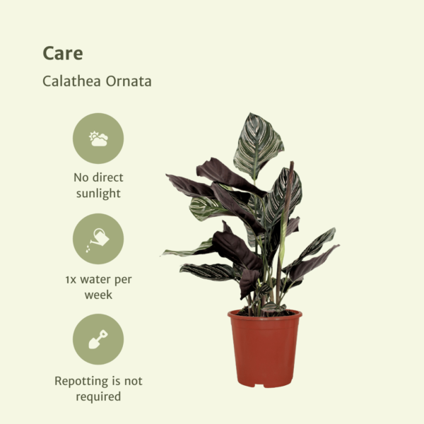 thumbnail_6000-869.png Calathea Ornata - Pauwenplant | 2 stuks