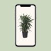 Dracaena Frag. Warneckei