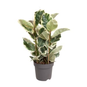 thumbnail_6000-871.jpg Ficus Elastica Tineke
