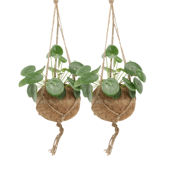 thumbnail_6000-872.png Kokodama Pilea Peperomiodes - Pannekoekenplant | 2 stuks