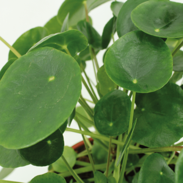 thumbnail_6000-874.png Kokodama Pilea Peperomiodes - Pannekoekenplant | 2 stuks