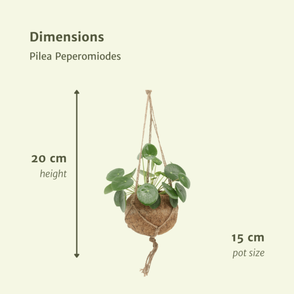 thumbnail_6000-875.png Kokodama Pilea Peperomiodes - Pannekoekenplant | 2 stuks