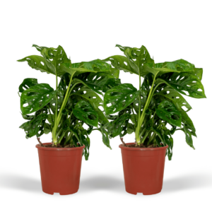 Monstera Monkey Leaf - Gatenplant | 2 stuks