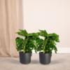 Monstera Monkey Leaf - Gatenplant | 2 stuks