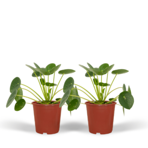 Pilea Peperomiodes - Pannekoekenplant | 2 stuks