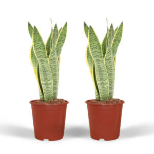 Sansevieria Laurentii - Vrouwentong | 2 stuks