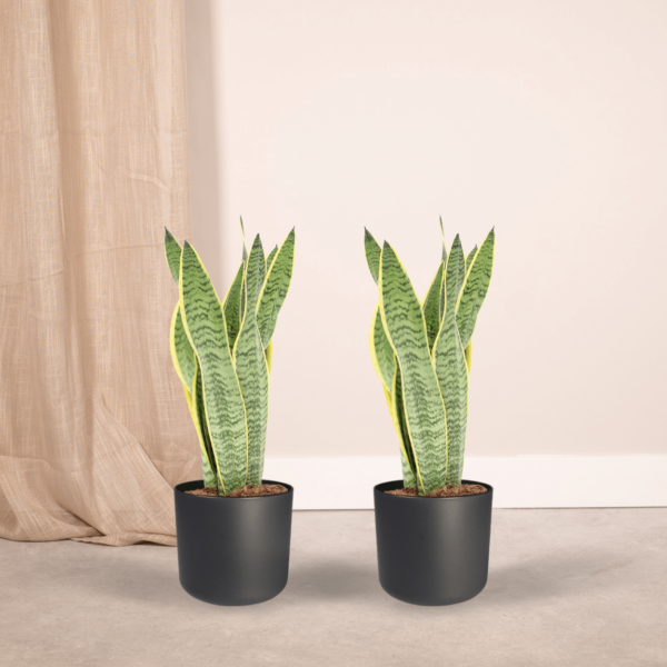 thumbnail_6000-908.png Sansevieria Laurentii - Vrouwentong | 2 stuks