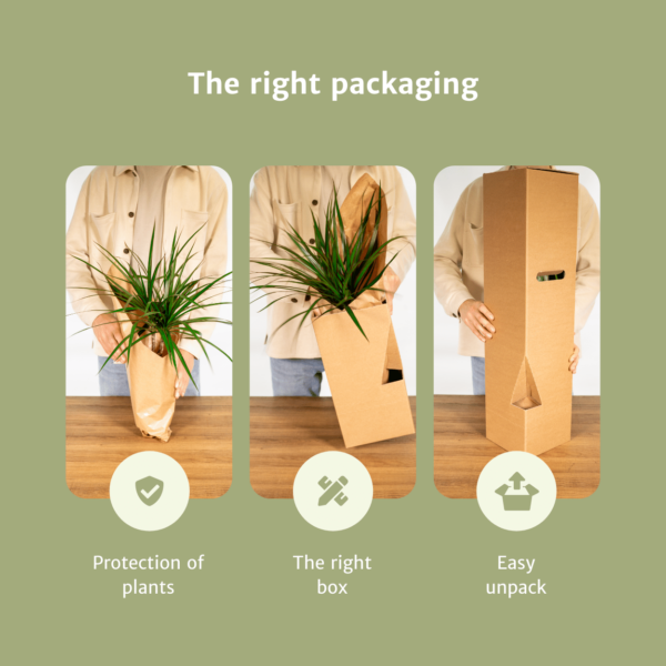 thumbnail_6000-912.png Sansevieria Laurentii - Vrouwentong | 2 stuks