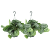 Scindapsus Pictus Trebie - Epipremnum | 2 stuks