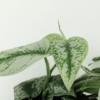 Scindapsus Pictus Trebie - Epipremnum | 2 stuks