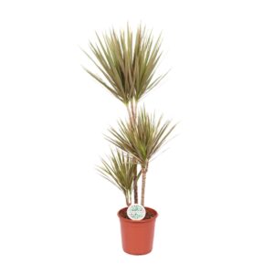 thumbnail_6000-940.jpg Dracaena Bicolor