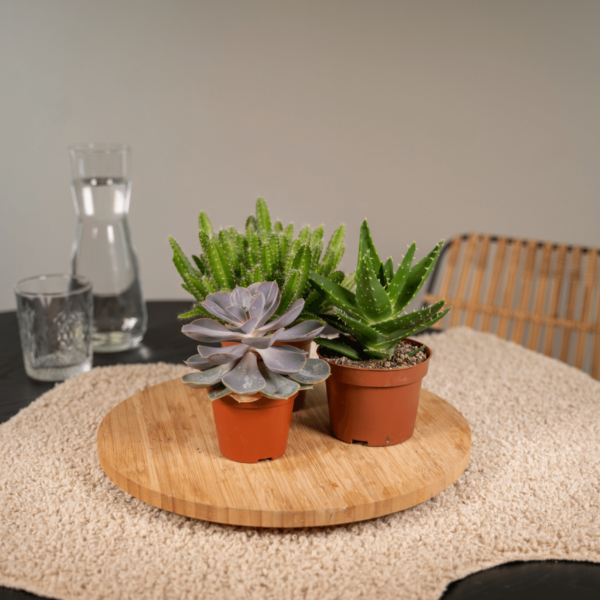 Succulenten mix | 12 stuks
