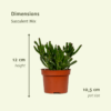 Succulenten mix | 12 stuks