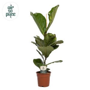 thumbnail_6000-949.jpg Ficus Lyrata