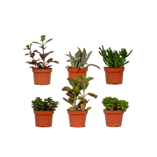 thumbnail_6000-949.png Succulenten mix | 6 stuks