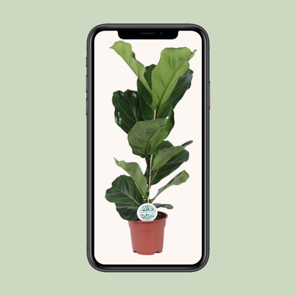 thumbnail_6000-953.jpg Ficus Lyrata
