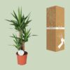Yucca