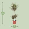 Dracaena Bicolor