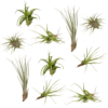 Tillandsia Air mix - 10 stuks