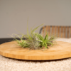 Tillandsia Air mix - 10 stuks
