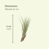 Tillandsia Air mix - 10 stuks