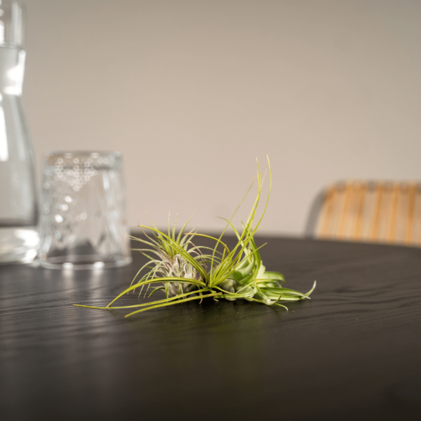 thumbnail_6000-971.png Tillandsia Air mix | 5 stuks