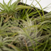 Tillandsia Air mix | 5 stuks