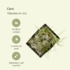 Tillandsia Air mix | 5 stuks