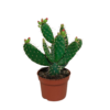 Opuntia quitensis