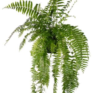 Nephrolepis Macho
