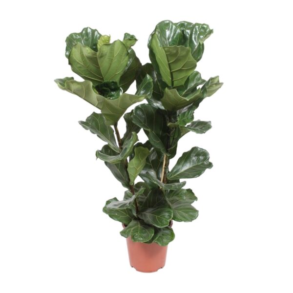 thumbnail_6000-990.jpg Ficus Lyrata