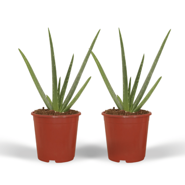 thumbnail_6000-143.png Aloe vera - Succulent | 2 stuks