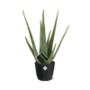 Aloe Vera 12 in bfor rock living black