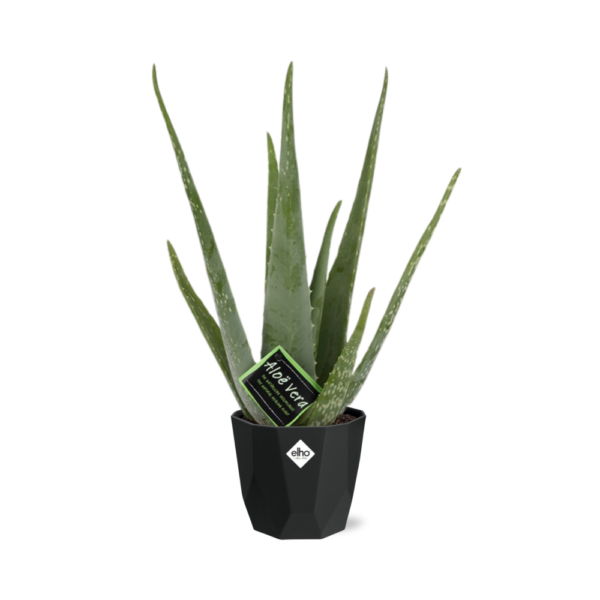 thumbnail_6000-171.png Aloe Vera 12 in bfor rock living black
