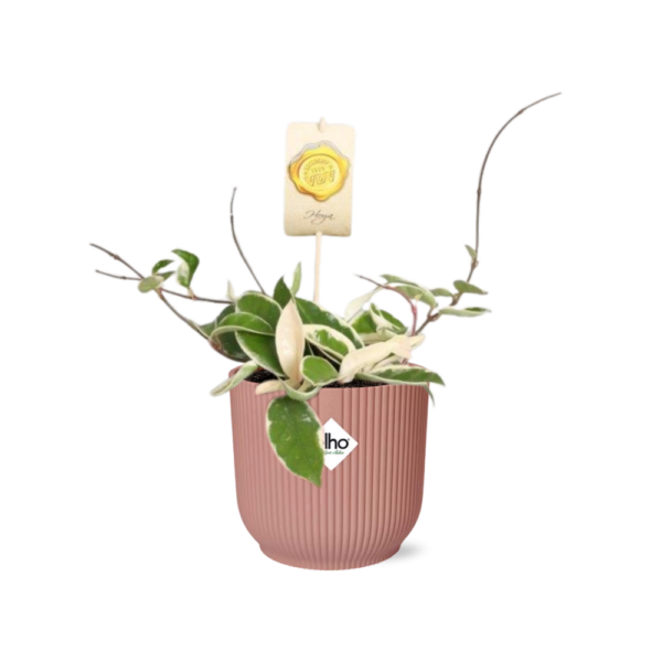 Hoya Carn’Krimson Queen’ in ELHO Vibes Fold roze