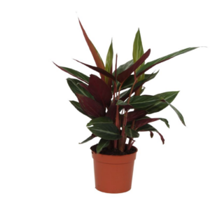 thumbnail_6000-188.png Calathea Stripestar
