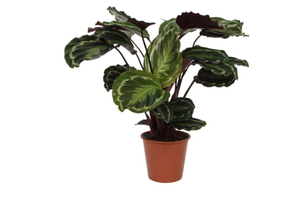 thumbnail_6000-192.png Calathea Medallion