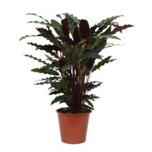 thumbnail_6000-200.png Calathea Wavestar