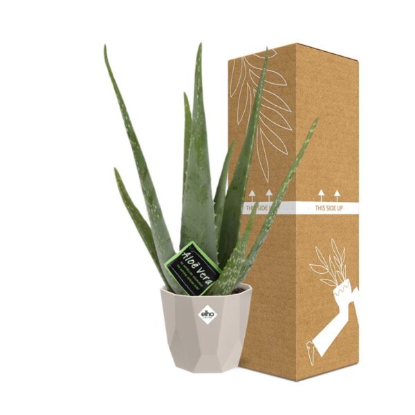 thumbnail_6000-305.jpg Aloe Vera 12 in ELHO bfor rock warm grey
