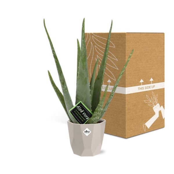 thumbnail_6000-306.jpg Aloe Vera 12 in ELHO bfor rock warm grey