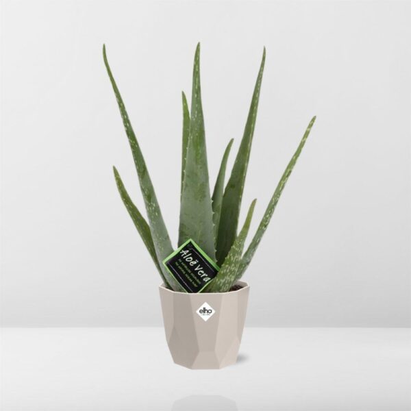 thumbnail_6000-307.jpg Aloe Vera 12 in ELHO bfor rock warm grey