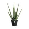 Aloe Vera 12 in bfor rock living black