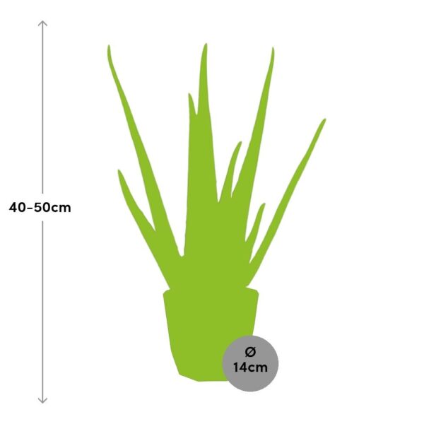 thumbnail_6000-309.jpg Aloe Vera 12 in bfor rock living black