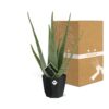 Aloe Vera 12 in bfor rock living black