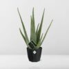 Aloe Vera 12 in bfor rock living black