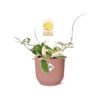Hoya Carn’Krimson Queen’ in ELHO Vibes Fold roze