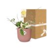 Hoya Carn’Krimson Queen’ in ELHO Vibes Fold roze