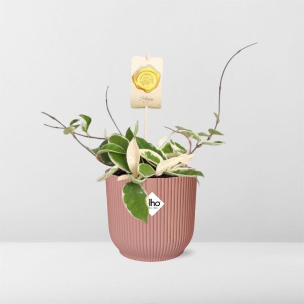 Hoya Carn’Krimson Queen’ in ELHO Vibes Fold roze