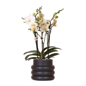 Witte phalaenopsis orchidee - Lausanne in Bubble pot black